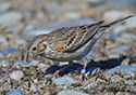 Pooecetes gramineus affinis